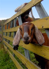 goatinfence.jpg