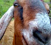 goatnose.jpg
