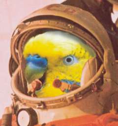 GIVE YOUR PETS A TWEET IN SPACE!