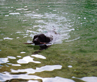 Buck in South Lake, Eastern
 Sierras '96