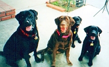 Baloo, Ska, Dusty, and Doshi