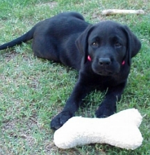Doshi at 9 weeks