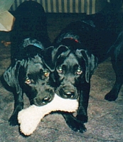 Doshi and Dusty