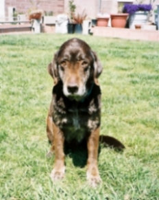 Old Man Moose on a sunny day
