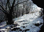 Bosque Candanal .jpg (74996 bytes)