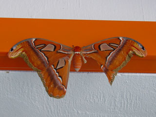 moth injured