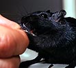 klicken: schwarze Rennm&auml;use