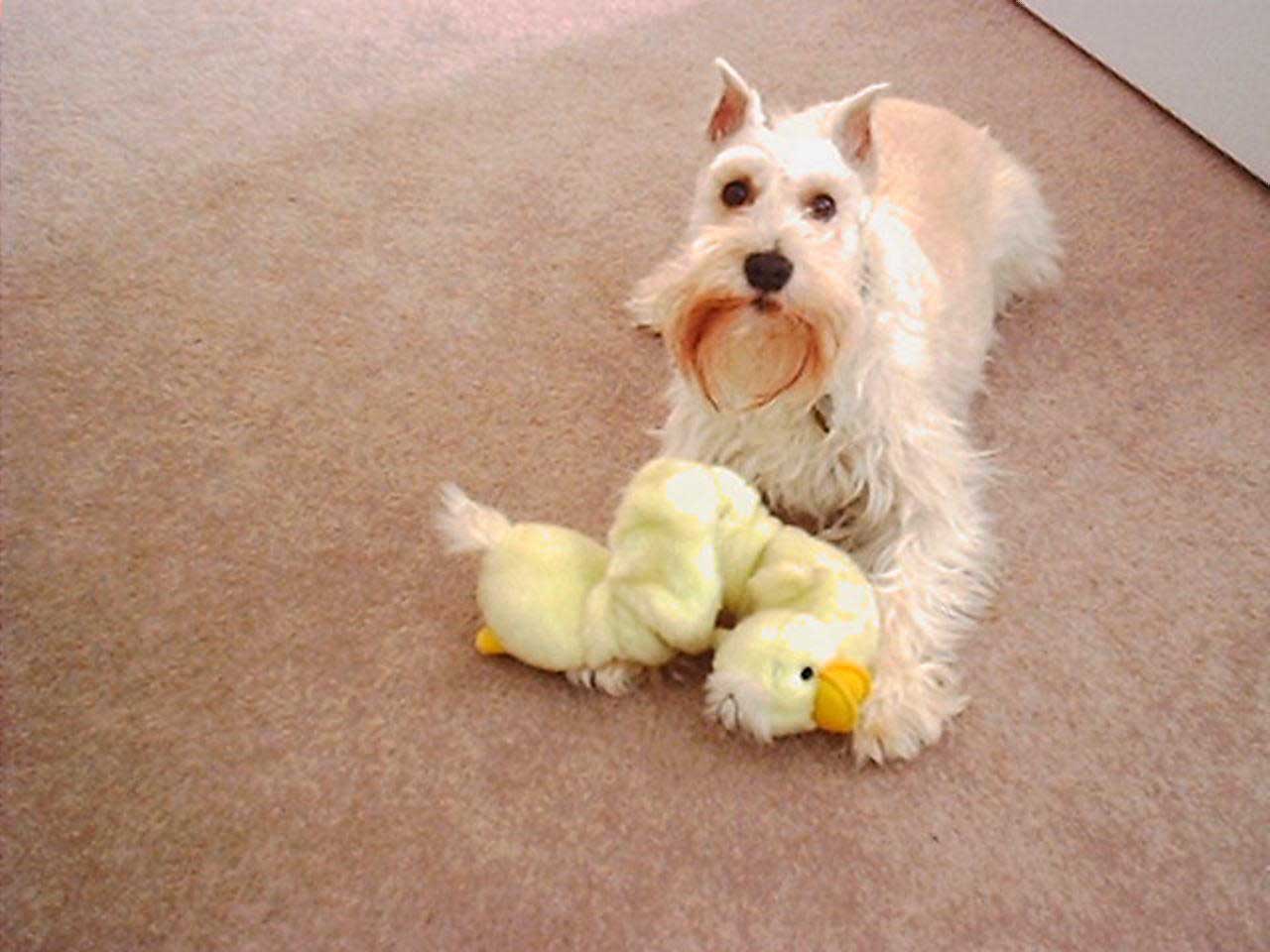 Bungie-duck