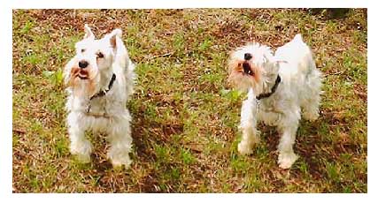 ruff, rarf-rarf, rooooorf, rarf!