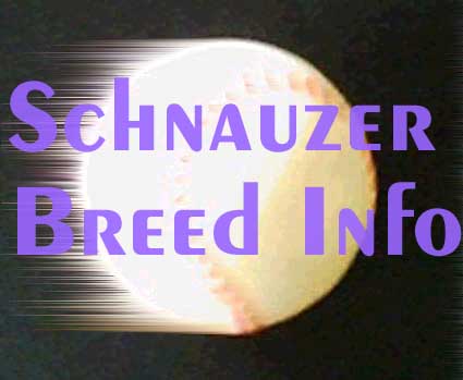 schnauzer breed info