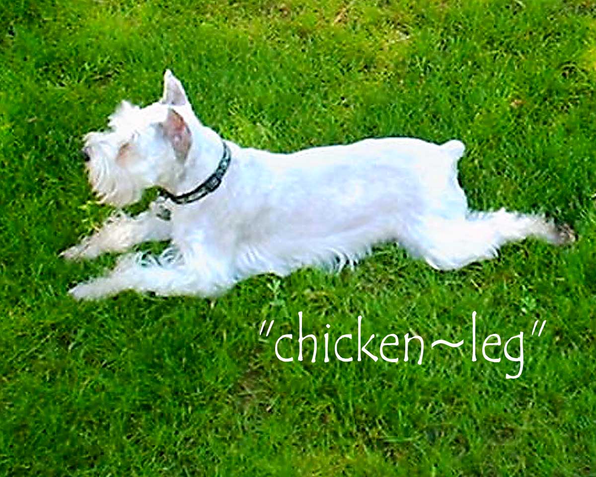 Chicken-leg (or Drumstick or 1/2 Frogleg)