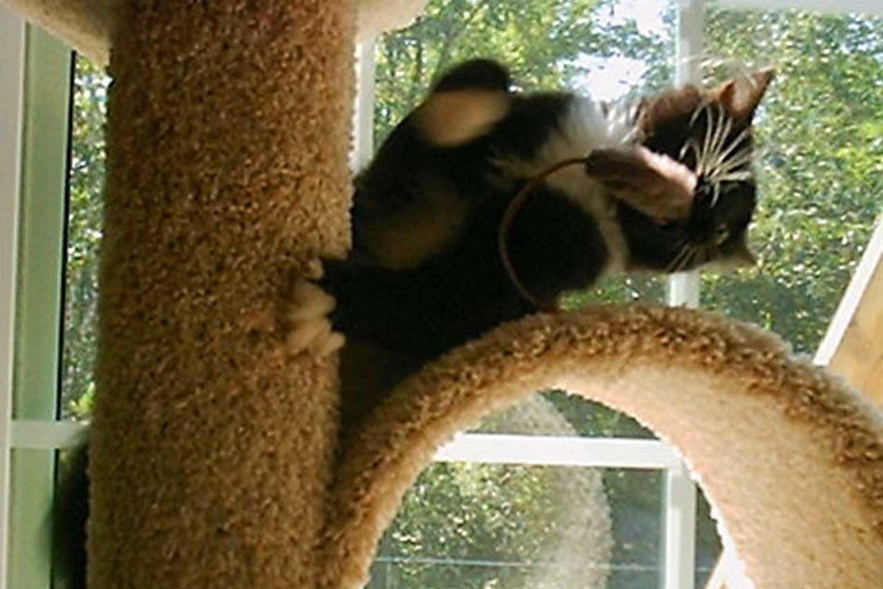 in action (with the catnip mouse)