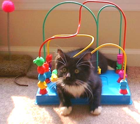 knightley's jungle gym