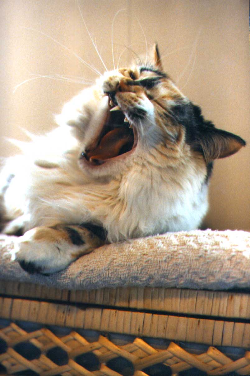 Lioness Roar
