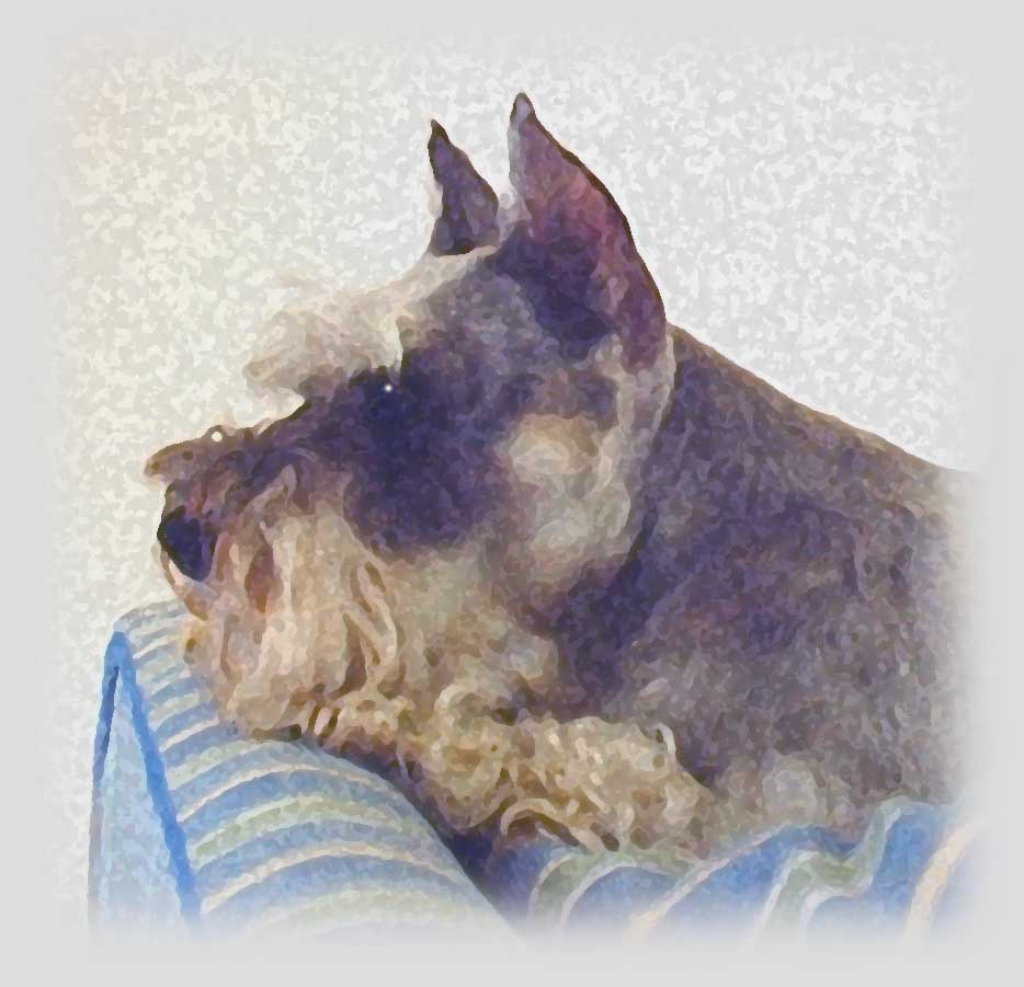 Miniature Schnauzer - Pixie