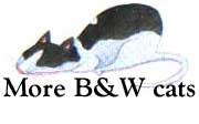 see more b&w cats