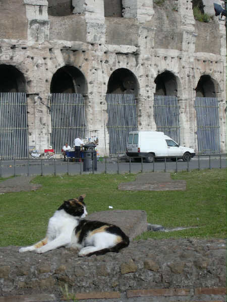 Apparently Rome is famous for its cats.