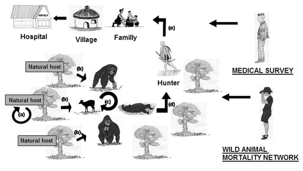 Image Result For Congo River Image Result For Congo River