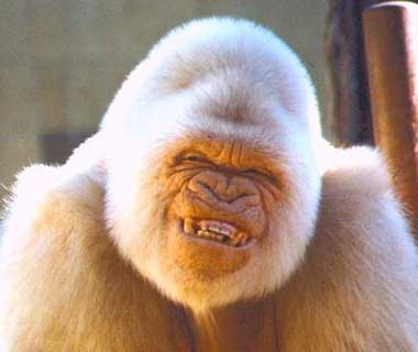 Gab gorilla