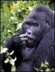 Megan Gorilla
