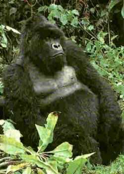Oanh gorilla