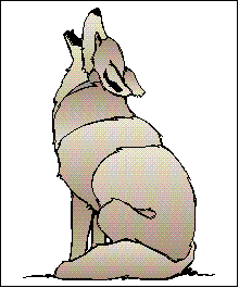 Main Coyote image
