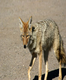 coyote image four