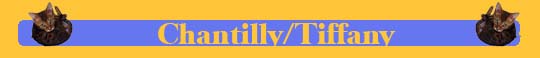 Chantilly/Tiffany