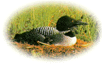 Loon