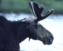Bull Moose