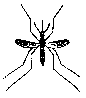 Mosquito