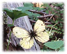 Smallwhite Butterfly
