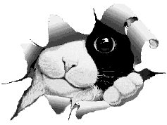 Our Cat Page