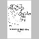 Butterflies 1