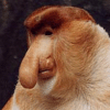 A proboscis monkey, found only in Borneo