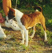 Ajali - August 2001