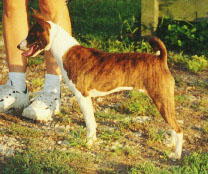 Ajali, 8 months old (August 2001)