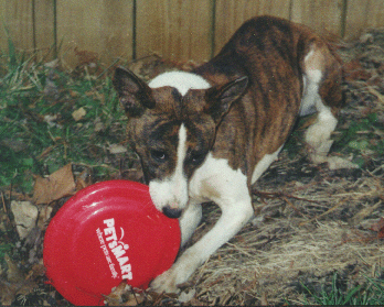 Ajali and her frisbee - 1 year old - December 2001