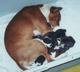 Carlie and her newborn litter