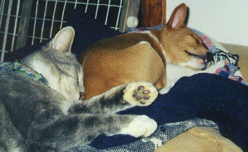 Who says basenjis and cats don't get along.&nbsp; Mkodi (8 weeks) with Tristan.