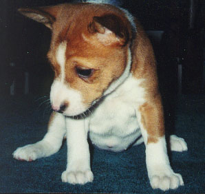 Echelon Savvy Dancer - 6 weeks old