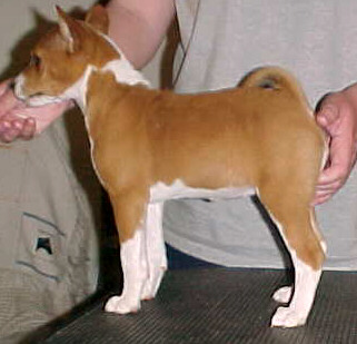 Echelon Savvy Dancer - 8.5 weeks old