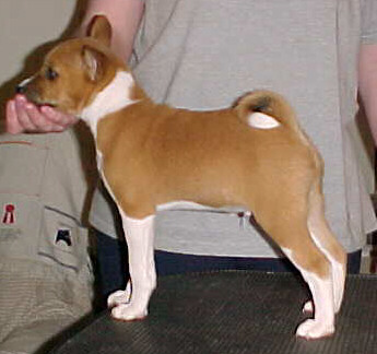 Echelon Sword Dancer - 8.5 weeks old