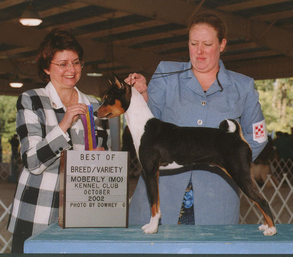 Cooper takes his first point by going BOB from the puppy class at 8 months old.