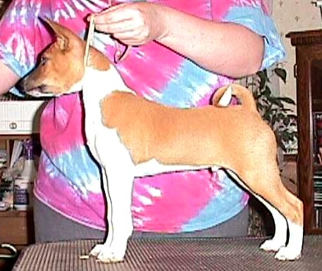 Firbi at 10wks old