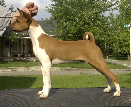 Firbi at 4 months old