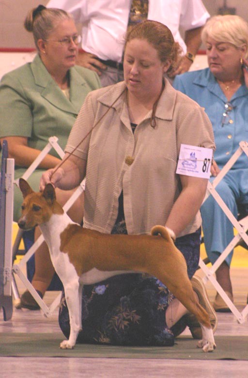 Firbi at the 2004 BCOA Nationals -- 7 months old