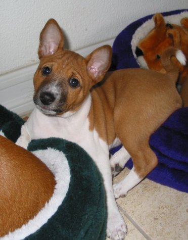 Puppy Firbi at 8 weeks old