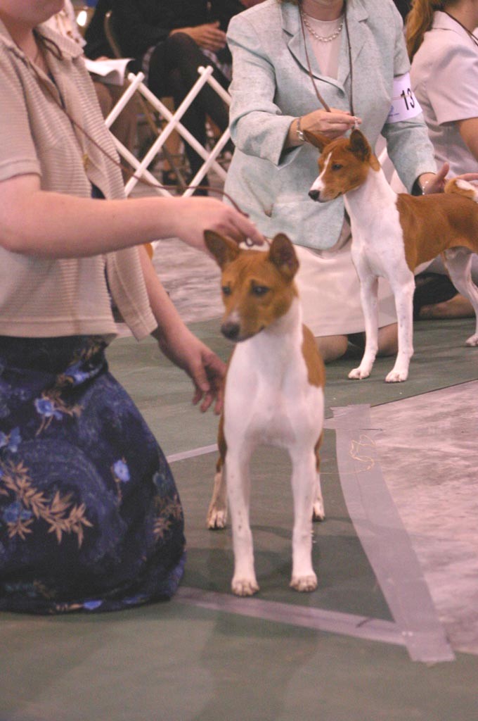 Firbi in the Sweepstakes lineup at the 2004 BCOA Nationals