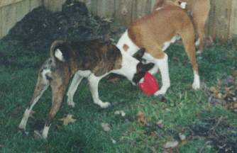 Stealing the frisbee while Kodi isn't watching!